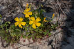 Creeping woodsorrel